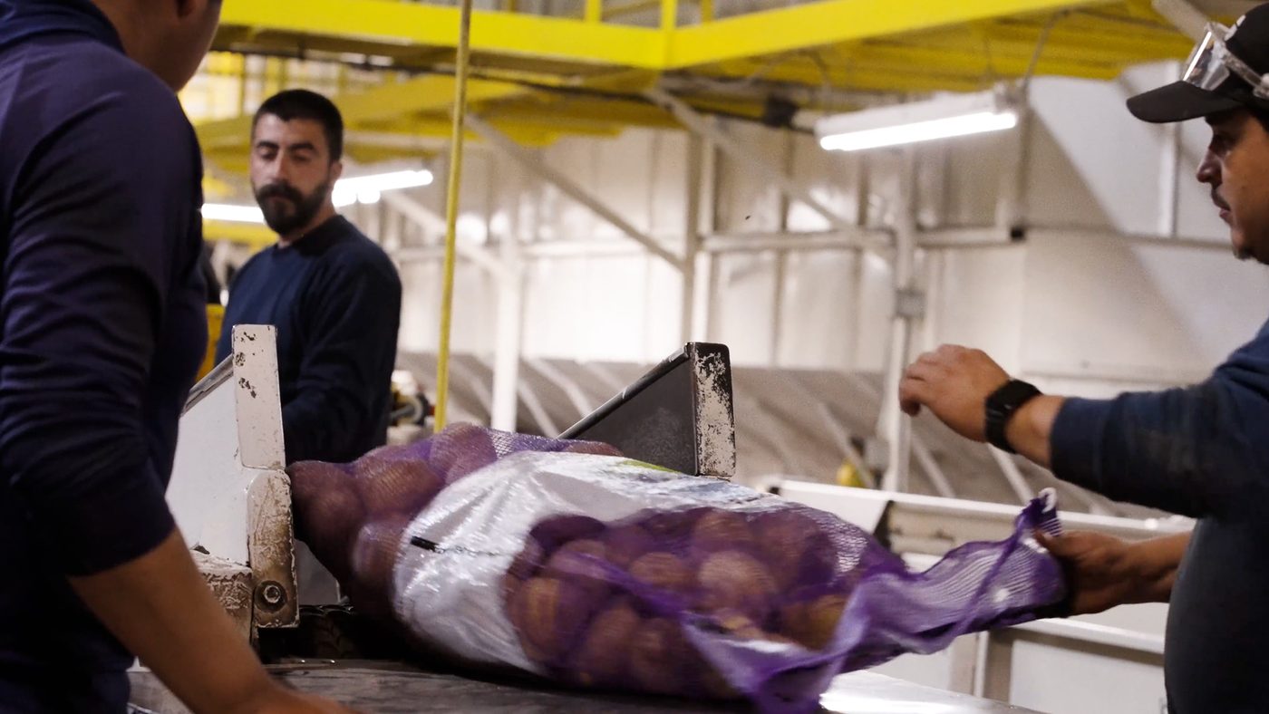Workers bagging freshly harvested potatoes in a modern packing facility