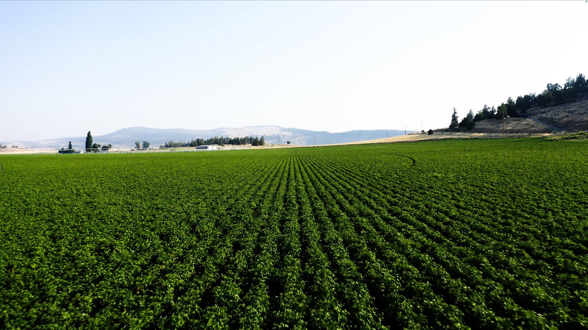 A wide green potato field in Shasta Seed's Klamath Basin growing region